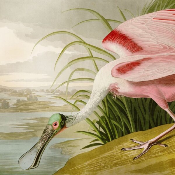 Blushing Spoonbill Mural