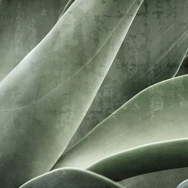 Aloe Micra Mural